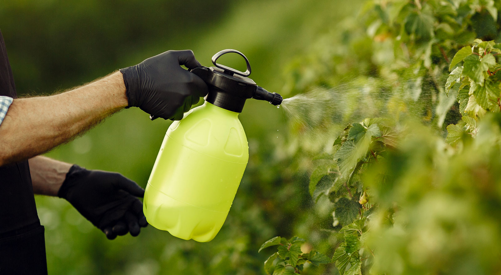Biofertilizantes en la agricultura