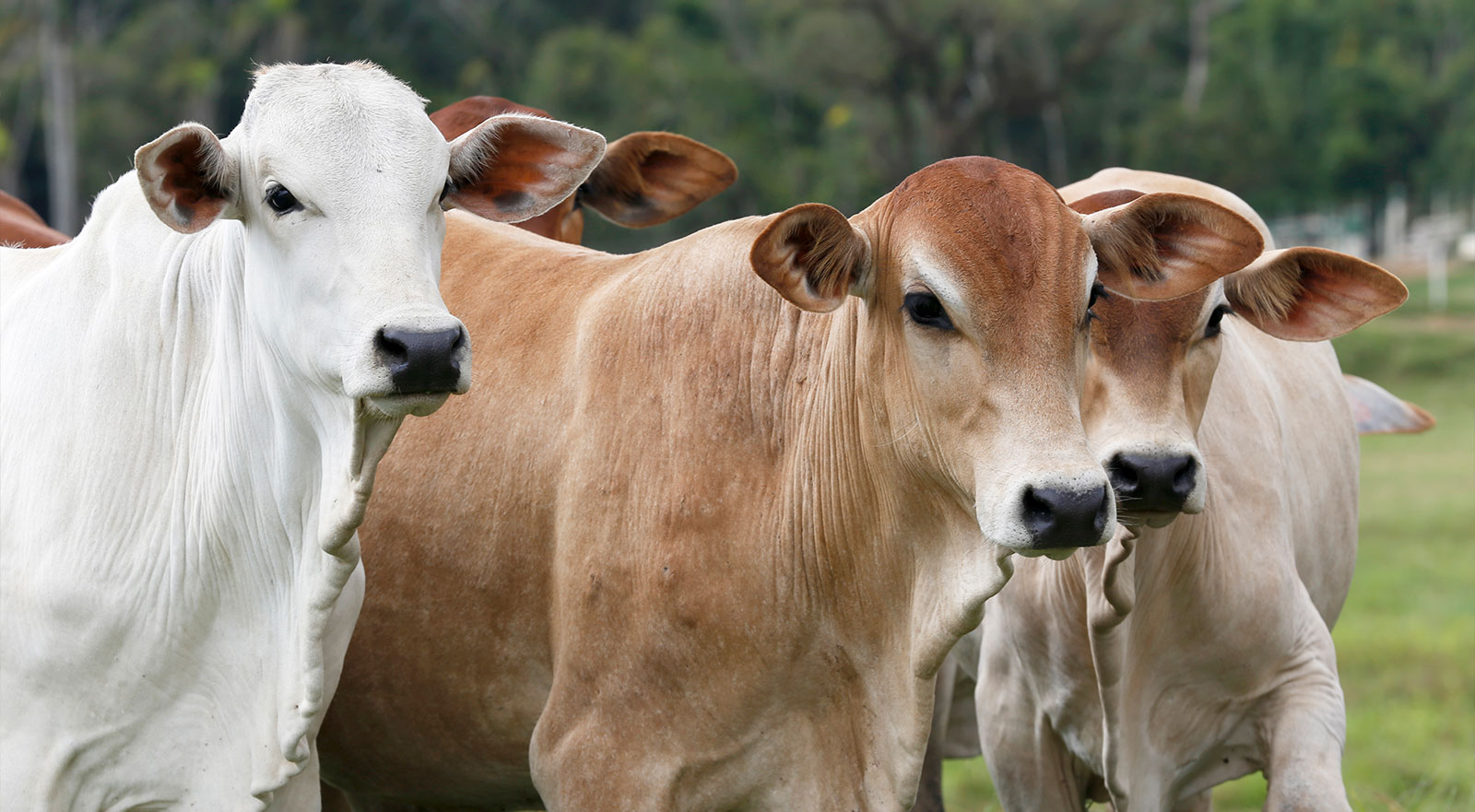 El estiércol de tus animales no es un problema. Es una oportunidad