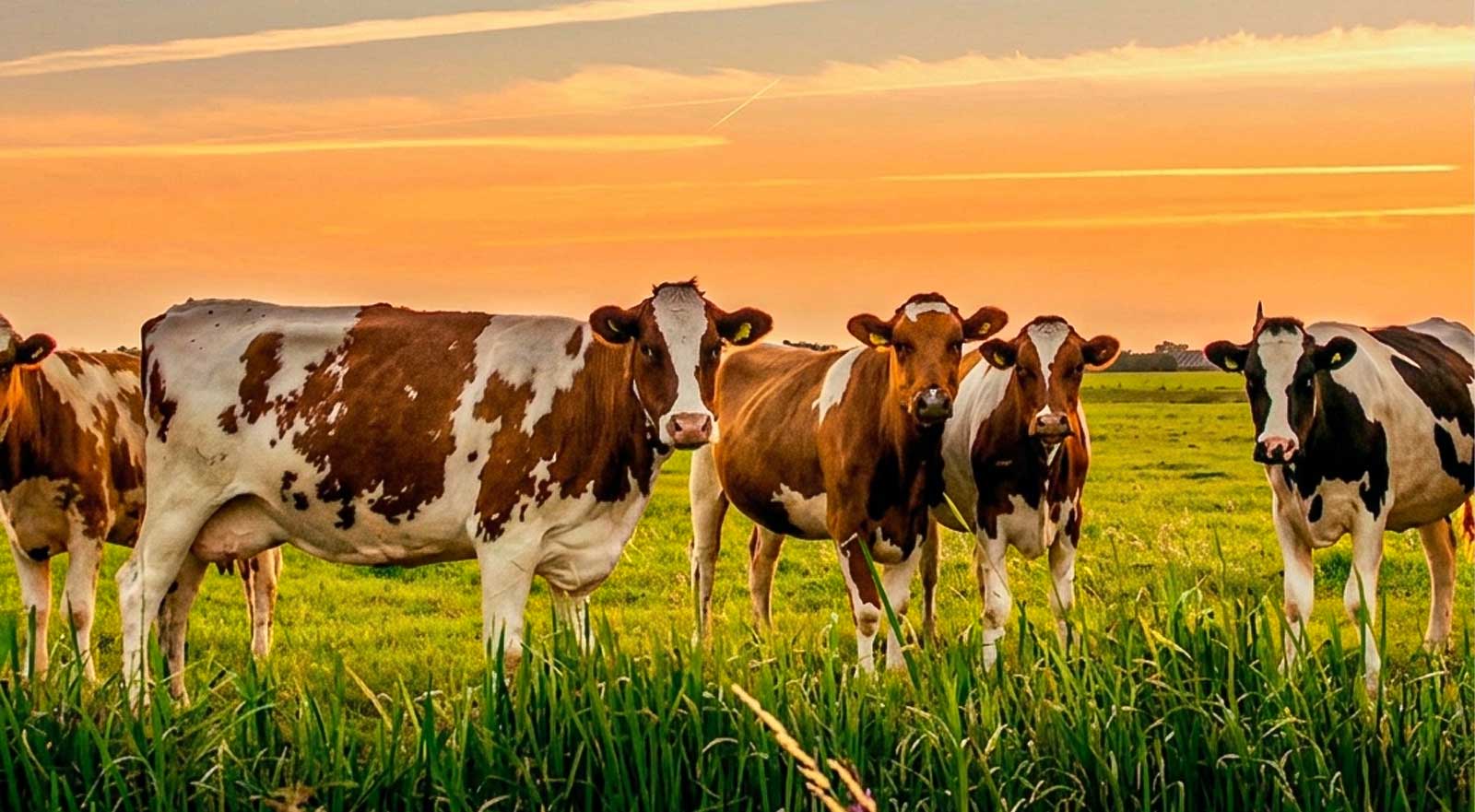 EcoTrevim Soluciones innovadoras para el Perú